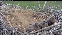 Eaglets killed when 75-mph windstorm knocks bald eagle nest out of tree