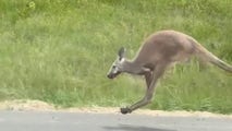 Watch: Kangaroo causes highway crash in Alabama, leads police on lengthy pursuit