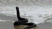 Watch: Maryland beachgoers shocked when snake emerges from ocean surf
