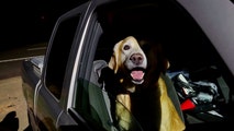 Family dog found after 10-day search following devastating Mississippi tornado