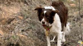 See it: Dog rescued after falling 100 feet into Colorado canyon