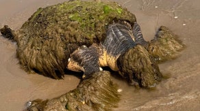 See it: Sea turtle rescued on Texas beach after washing up covered in barnacles, debris