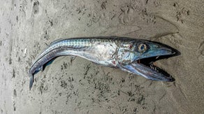 See it: Prehistoric-looking fish washes ashore on Oregon beach