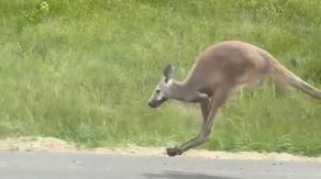 Watch: Kangaroo causes highway crash in Alabama, leads police on lengthy pursuit