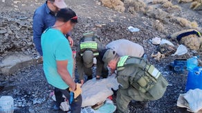 See it: Fossil of giant fish lizard unearthed in Argentina