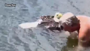 Florida man evades alligator in lake to save injured American bald eagle - Fox News