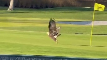 Bald eagle deters New York golfer from finishing round - Fox News