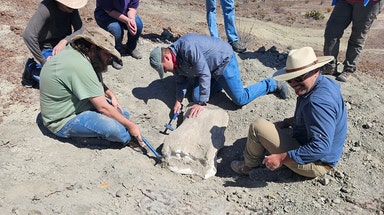 Texas geology students unearth bone of giant dinosaur in Big Bend National Park