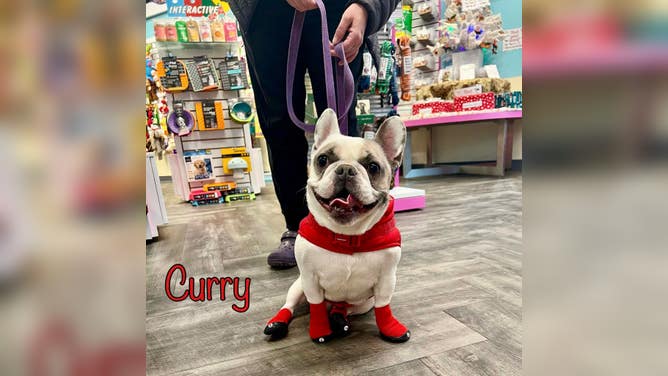 Curry models some red and black booties in AK Bark.