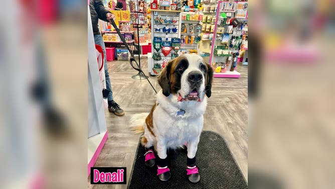 Denali wears a pair of pink booties in AK Bark. Booties can be used to protect your dog's feet from volcanic ash.