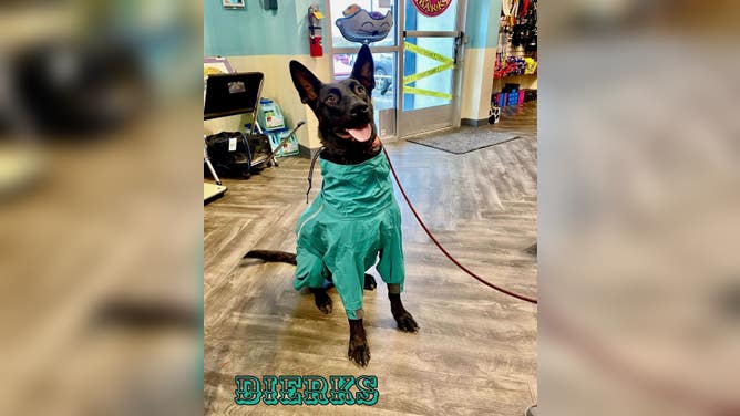 Dierks poses wearing a teal-colored full-body raincoat for dogs in AK Bark.