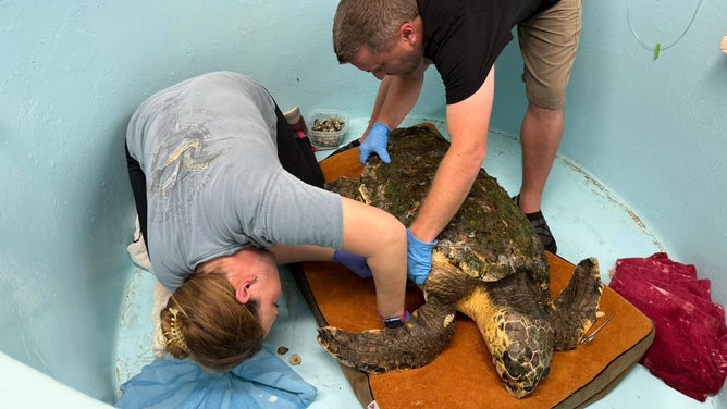 The turtle being tended to.
