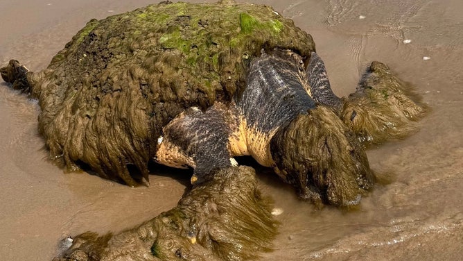 The turtle as she was stranded on the beach.