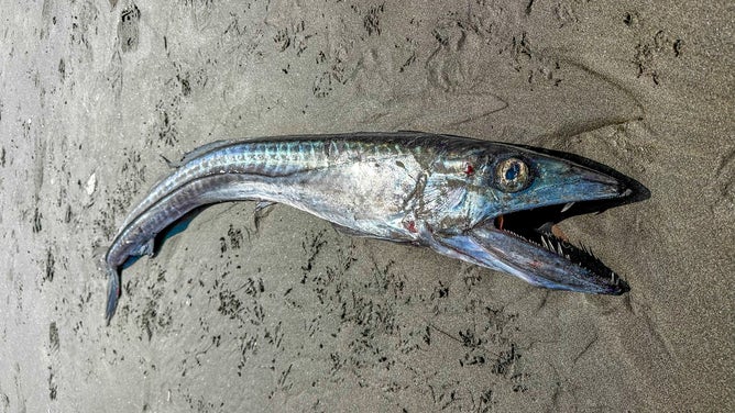 A Longnosed Lancetfish washed up on Seaside Beach in Oregon.