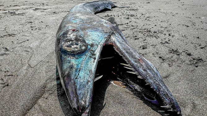 The Longnosed Lancetfish are suspected to be ambush predators. Floating quietly and striking unsuspecting prey with their sharp, fang-like teeth.