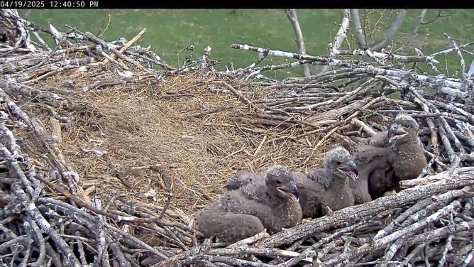 The three eaglets all together in the old nest on April 19 before their deaths.