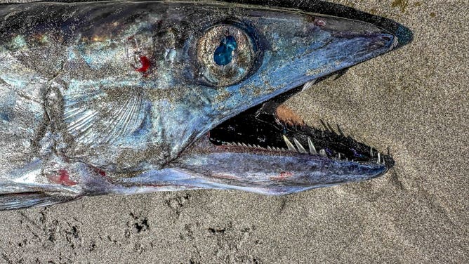 The scientific name for lancetfish is Alepisaurus, which means 