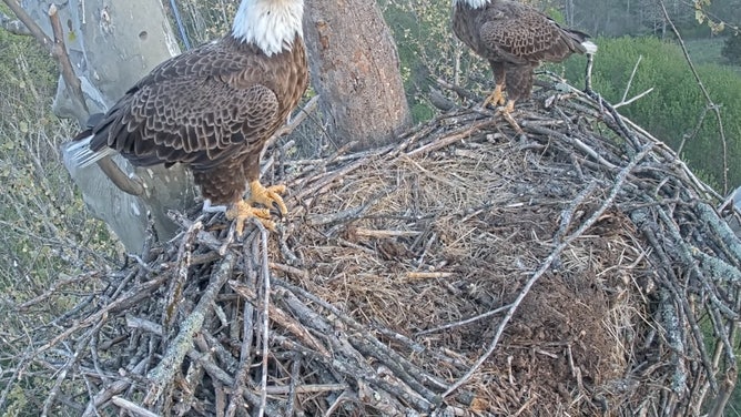 Bella and Scout stand in the new nest after losing their eaglets over the weekend.