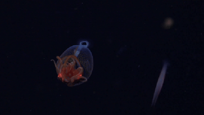 Colossal Squid