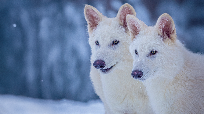 The two dire wolf pups at about six months.