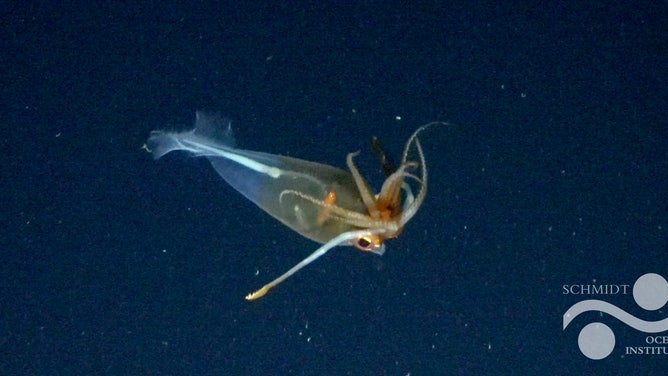 This is the first confirmed footage of the glacial glass squid, Galiteuthis glacialis.