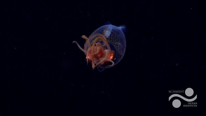 The baby colossal squid.