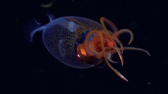 Baby colossal squid.