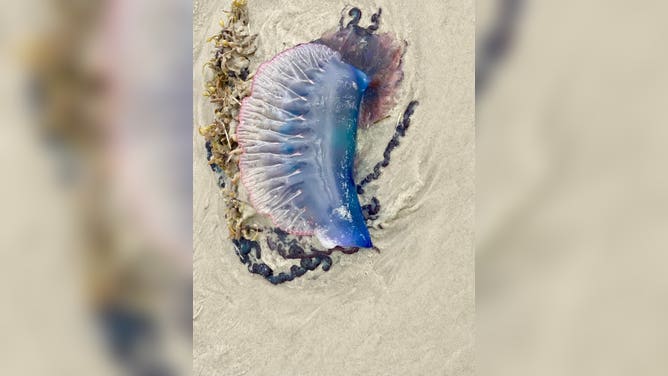 Portuguese man o’ war on St. Johns County beaches.