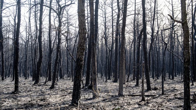 Charred trees are seen as the Jones Road Fire continues to burn in Ocean County, New Jersey on Wednesday, April 23, 2025. Some 3,000 residents were evacuated in the US state of New Jersey after a wildfire exploded in size, scorching thousands of acres and threatening hundreds of structures, the state's fire service said on April 22. New Jersey had been under an official drought warning, the state's Department of Environmental Protection said in March. (Photo by Matthew Hatcher / AFP) (Photo by MATTHEW HATCHER/AFP via Getty Images)