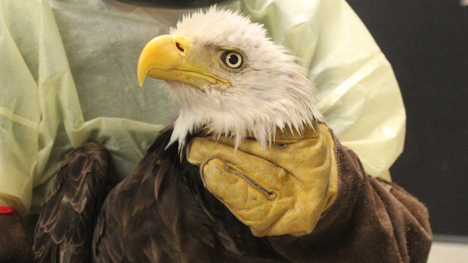 A bald eagle, estimated to be more than 4-years-old, is recovering at the Houston SPCA’s Wildlife Center after being rescued from the Neches River in late March.
