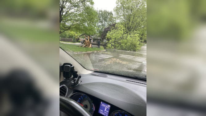 Fallen tree in road after storms and strong winds in Springfield, MO.