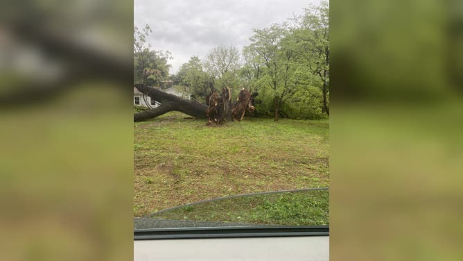 An uprooted tree in Springfield, MO on April 29, 2025.