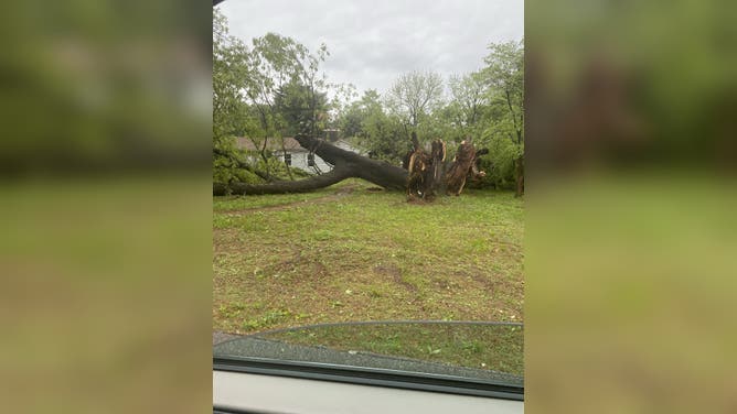 Storms knocked a large tree over in Springfield, MO on April 29.
