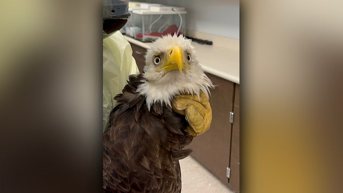 A bald eagle, estimated to be more than 4-years-old, is recovering at the Houston SPCA’s Wildlife Center after being rescued from the Neches River in late March.