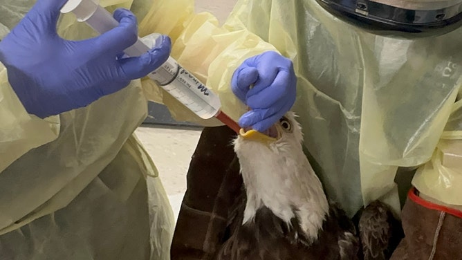 A bald eagle, estimated to be more than 4-years-old, is recovering at the Houston SPCA’s Wildlife Center after being rescued from the Neches River in late March.