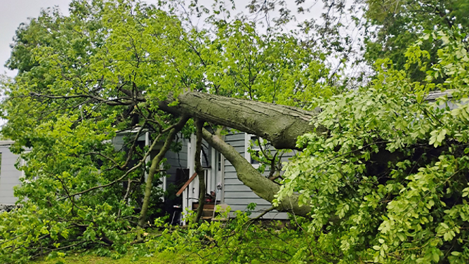 This image shows a tree that was brought down and fell onto a house in Springfield, Missouri, during severe weather on Tuesday, April 29, 2025.