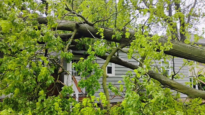 This image shows a tree that was brought down and fell onto a house in Springfield, Missouri, during severe weather on Tuesday, April 29, 2025.