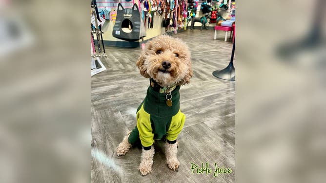 A dog named Pickle Juice poses in a full body raincoat inside AK Bark.