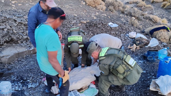 Members of the government of Argentina have begun to properly remove and transport the fossils to a museum.
