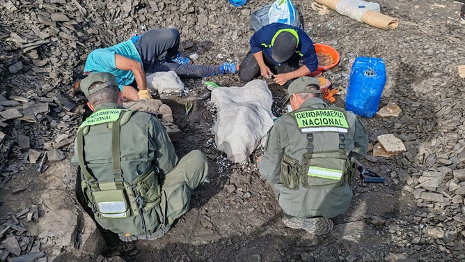 Members of the Argentina government help remove the fossil remains.