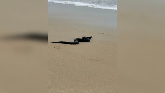 A snake crawls toward the ocean in Ocean City, Maryland.