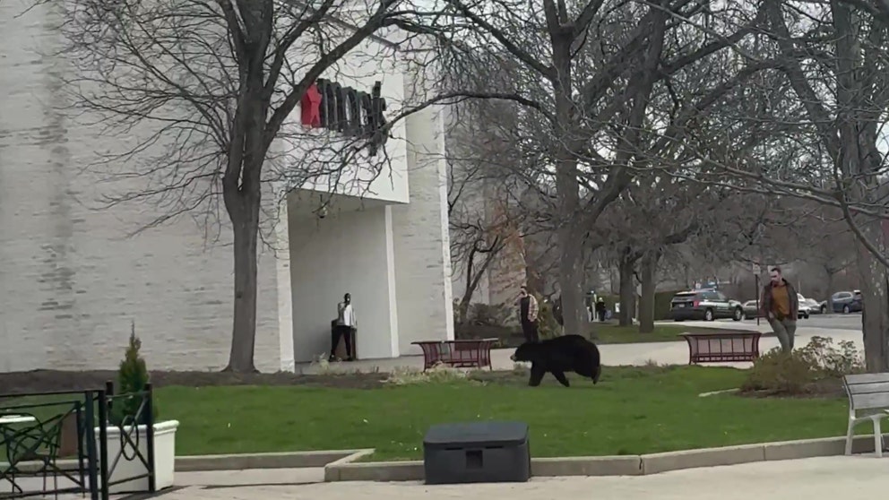 On Friday, video taken outside Westfarms Mall in West Hartford, Connecticut, showed a bear running around as wildlife officers try to corral it away from the public. People can be seen fleeing the area in the background.
