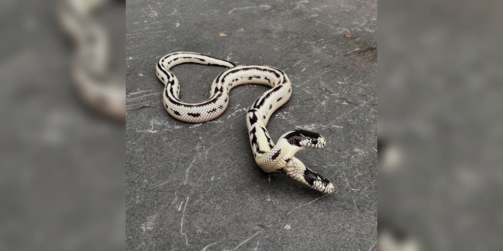 Two headed California King snake is turning heads at a local pet store