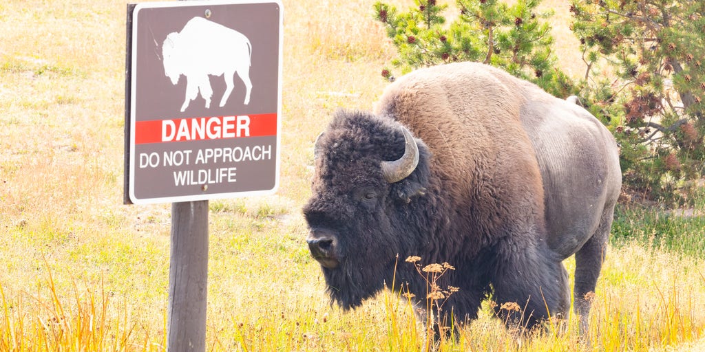 Child hospitalized after being injured by bison in Yellowstone National Park