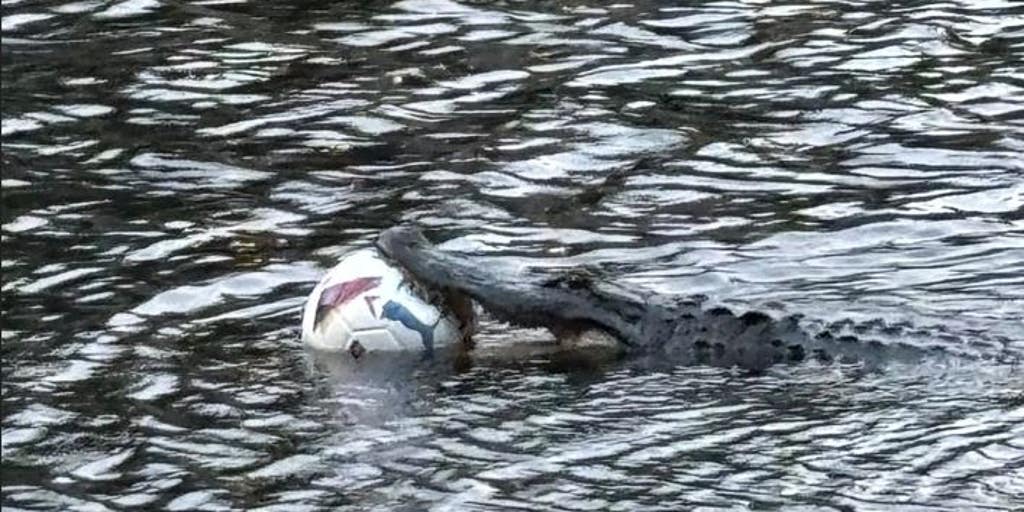 See it: Alligator with ball lodged in its mouth spotted on North Carolina golf course