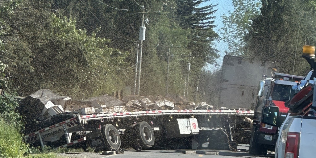 250 million bees unleashed upon northern Washington after truck overturns