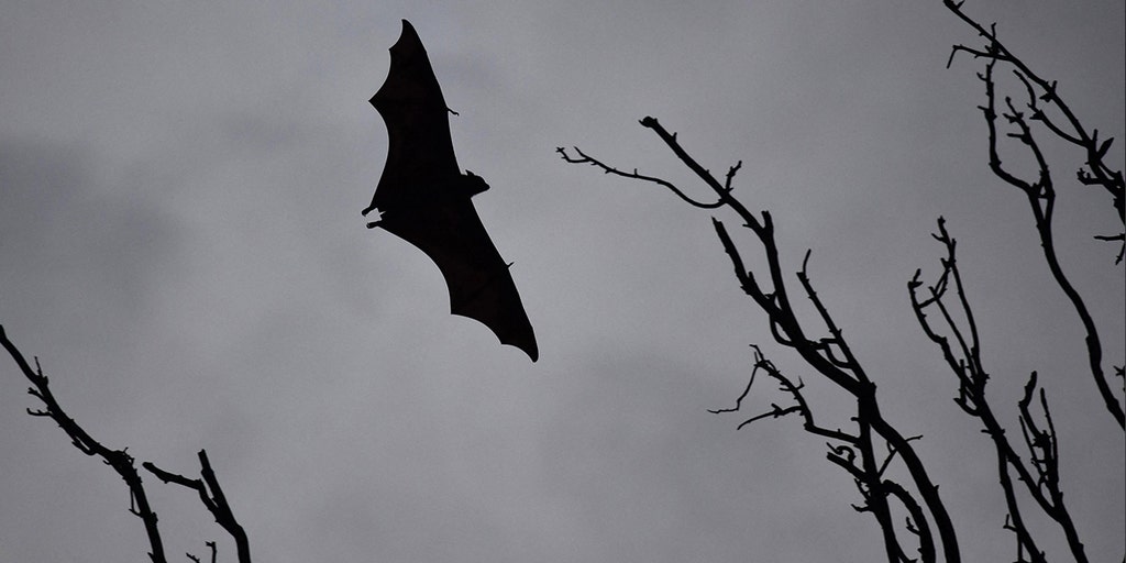 Rabid Bat Alert at San Diego Zoo Safari Park: Visitors Urged to Seek Medical Advice