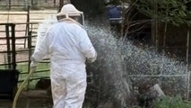Swarm of 'relentless' bees kill Texas family's beloved rodeo horses, firefighters say