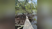 Bald eagle chicks rescued from sinking nest in Missouri river