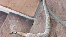 Unusual-looking rattlesnake found in Arizona backyard: 'This is a first'